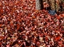 redleaves