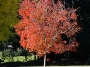 redtree