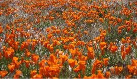 Antelope Valley flower power